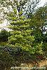 Pinus densiflora 'Oculis-draconis' habit
