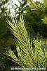 Pinus densiflora 'Oculis-draconis' leaves