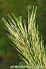 Pinus densiflora 'Oculis-draconis' leaves