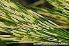 Pinus densiflora 'Oculis-draconis' leaves