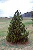 Pinus heldreichii habit