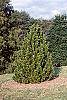 Pinus heldreichii habit