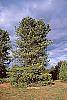 Pinus koraiensis habit
