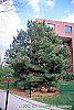Pinus nigra habit