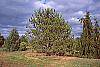 Pinus nigra habit