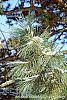 Pinus nigra leaves