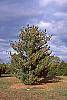 Pinus pumila habit