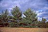 Pinus strobus habit