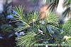Pinus strobus leaves