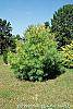 Pinus strobus 'Bergman's Oculus-draconis' habit