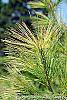 Pinus strobus 'Bergman's Oculus-draconis' leaves