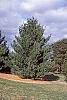 Pinus strobus 'Contorta' habit