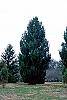 Pinus strobus 'Fastigiata' habit