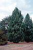 Pinus strobus 'Fastigiata' habit