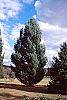 Pinus strobus 'Fastigiata' habit