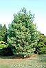 Pinus strobus 'Golden Candles' habit