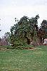 Pinus strobus 'Pendula' habit