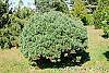 Pinus sylvestris 'Beuvronensis' habit