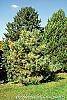 Pinus sylvestris 'Greg's Variegated' habit