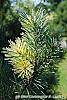 Pinus sylvestris 'Greg's Variegated' leaves
