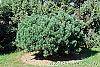 Pinus sylvestris 'Wright Broom' habit