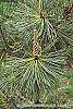 Pinus thunbergii 'Oculis-draconis' leaves