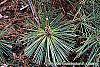 Pinus thunbergii 'Oculis-draconis' leaves