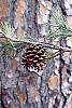 Pinus virginiana fruit
