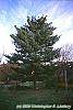 Pinus wallichiana habit