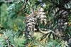 Pseudotsuga menziesii