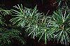 Sciadopitys verticillata leaves