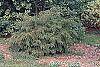 Tsuga canadensis 'Bergman's Weeping' habit