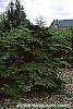 Tsuga canadensis 'Curly' habit