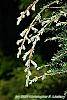 Tsuga canadensis 'Dwarf Whitetip' leaves