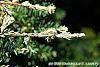 Tsuga canadensis 'Dwarf Whitetip' leaves