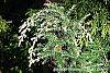 Tsuga canadensis 'Dwarf Whitetip' leaves
