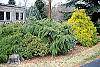 Tsuga canadensis 'Pendula' habit