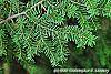 Tsuga caroliniana leaves