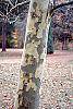 Platanus x acerifolia 'Liberty' bark