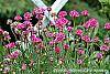 Armeria 'Bloodstone' flowers