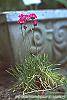 Armeria maritima 'Splendens' habit