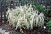 Arundo donax 'Variegata' habit