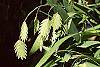 Chasmanthium latifolium fruit