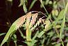 Chasmanthium latifolium fruit