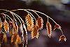 Chasmanthium latifolium fruit