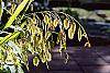 Chasmanthium latifolium fruit