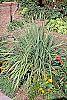 Cymbopogon citratus habit