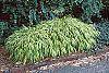 Hakonechloa macra 'Aureola' habit