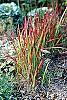 Imperata cylindrica 'Red Baron' habit