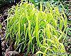 Milium effusum 'Aureum' habit